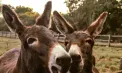 Măgărușii care aduc alinare: terapia neobișnuită pentru pacienții care se confruntă cu probleme psihice, în Franța - VIDEO
