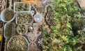 „Laborator” de canabis la Vadul lui Vodă: polițiștii au ridicat 2,5 kilograme de plante. Un bărbat, reținut pentru 72 de ore - VIDEO