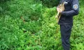 Final fericit pentru un pui de căprior rătăcit în Vărzărești: a fost readus în pădure - VIDEO
