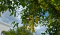Cer variabil și maxime de până la 31 de grade în sudul Republicii Moldova. Ce temperaturi se vor înregistra joi la Chișinău. Prognoza meteo