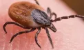 O simplă mușcătură de căpușă poate ascunde pericole serioase: cum recunoști primele simptome ale bolii Lyme - VIDEO