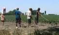 Munca „cu ziua” intră în era digitală: platforma e-Zilier va înregistra electronic orele lucrate și va contribui la calcularea pensiilor - VIDEO