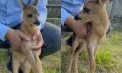 „Nu luați puii de la mama lor”. Grădina Zoologică atenționează cetățenii, după ce un pui căprior a fost adus la poarta instituției – VIDEO