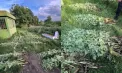 Peste 200 de plante de mac - descoperite în gospodăria unei femei din Cruzești. Pe caz a fost inițiat un dosar penal - VIDEO