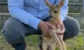 Un gest făcut din compasiune poate fi fatal: reprezentanții Grădinii Zoologice îi îndeamnă pe oameni să nu ia puii de căprior găsiți singuri în pădure - VIDEO
