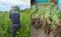 Peste două mii de plante asemănătoare macului, descoperite în gospodăria unui bărbat din Lalova. Poliția: „Urmează expertiza” - FOTO