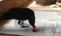 De pe șosea direct în familie: o pasăre abandonată a fost salvată de o belgiană și a devenit animal de companie cu numele Kevin - VIDEO