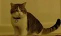 Larry, motanul din Marea Britanie se pregătește să întâmpine al șaptelea prim-ministru. Pe rețeaua X, felina tratează fiecare schimbare de guvern cu umor britanic - VIDEO