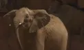  O familie de elefanți africani s-a întors acasă, la Berlin după o absență de 6 ani - VIDEO