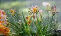 După maxime de peste 35°C, vremea se răcește în Republica Moldova: ploi în nord și centru, iar temperaturile scad până la 22°C