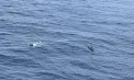 Aproape trei tone de cocaină au fost confiscate de autoritățile mexicane în Oceanul Pacific