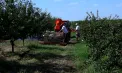 Premieră la Ștefan Vodă: Un fermier a renunțat la culesul manual și folosește o tehnologie care îi permite să recolteze mai repede vișinele: „Cheltuielile sunt mult mai mici” - VIDEO