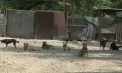 13 câini au murit în incendiul de la adăpostul AOVA, iar tragedia scoate la iveală un conflict vechi de șase ani între organizație și Primăria Chișinău privind relocarea animalelor - VIDEO