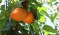 Recoltă bogată de caise în livezile din Republica Moldova: fructele sunt dulci, de calitate, iar fermierii speră la un sezon profitabil - VIDEO
