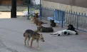 Schimbare istorică în Hong Kong: după peste 30 de ani, câinii au din nou acces în restaurante, iar patronii amenajează spații speciale pentru ei - VIDEO