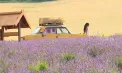 La Colonița, câmpurile mov atrag zeci de vizitatori dornici să surprindă imagini deosebite și să se bucure de liniștea naturii. Povestea proprietarului Valeriu Ciorbă - VIDEO