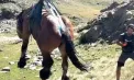 Misiune spectaculoasă în munții Andorrei: zeci de pompieri din Spania s-au mobilizat pentru a salva un cal rămas blocat pe stânci - VIDEO