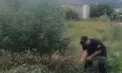 Plantații ilegale de cânepă, descoperite în Chișinău și suburbii. Proprietarii terenurilor au ajuns în vizorul poliției - VIDEO