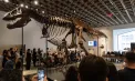 Cel mai scump dinozaur din istorie: scheletul aproape complet al unui tiranozaur, vândut la licitație pentru 50,1 milioane de dolari - VIDEO