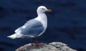 „Atacurile” pescărușilor au devenit coșmarul turiștilor din Sydney: păsările fură mâncarea direct din farfurii, chiar pe faleza de lângă celebra Operă - VIDEO