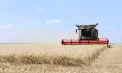 Secerișul grâului de toamnă a început în Moldova: Agricultorii din Căușeni anunță o recoltă mai bună decât anul trecut și estimează până la cinci tone la hectar - VIDEO