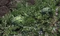 Au apărut primii pepeni verzi moldovenești: Agricultorii din Căușeni au început recoltarea, iar roada bogată a ajuns deja în piețele din țară - VIDEO