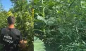 Sute de plante de cânepă, depistate în curți și pe terenuri din trei sectoare ale capitalei. Proprietarii sunt cercetați de poliție - VIDEO