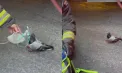 Un gest cât o mie. Un porumbel afectat de fum a fost ajutat de pomperi cu o mască de oxigen, în SUA: „Parcă vine să ceară ajutor, e incredibil” - VIDEO