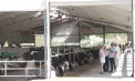De la 30 de vaci la aproape 400 și 15 tone de lapte pe zi. Povestea familiei din Glodeni care a construit una dintre cele mai moderne ferme din nordul Moldovei - VIDEO