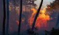 Franța, devastată de incendiile de vegetație: 220 de mii de oameni au fost evacuați, sute de locuințe au ars, iar un nou val de caniculă amenință să reaprindă focarele - VIDEO