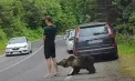 Momente de panică pe Transfăgărășan: un turist a fost la câțiva centimetri de un urs fără să observe animalul. Întreaga scenă a fost filmată - VIDEO
