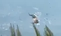 Două elicoptere de stingere a incendiilor s-au ciocnit în aer, în Grecia. Imagini cu momentul accidentului - VIDEO
