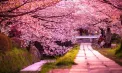 Un colț de Japonia prinde contur la Chișinău. Moldexpo va avea o alee cu cireși japonezi, care va fi conectată cu parcul Valea Morilor - VIDEO