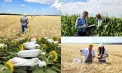 Aproape 14 mii de hectare de culturi semincere, verificate de ANSA. Inspectorii controlează calitatea semințelor pentru agricultori - FOTO