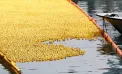 Spectacol inedit la Chicago: peste 90 de mii de rățuște din plastic au luat startul într-o cursă pe râu - VIDEO