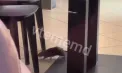 Un șobolan, surprins printre mesele unui local din Chișinău. Imaginile au ajuns pe rețelele de socializare – VIDEO