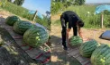 Recoltă impresionantă la Căușeni. Un fermier a crescut trei pepeni verzi uriași: Unul cântărește 74 de kilograme. Ce va face cu aceștia - FOTO/VIDEO