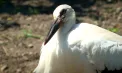 A căzut din cuib și a ajuns „copilul” unei familii din Anenii Noi. Povestea lui Cocolino a devenit virală pe internet - VIDEO