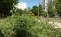 Ambrozia, depistată la Chișinău: un focar, chiar lângă o grădiniță. Medicii explică simptomele alergiei – VIDEO