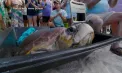 Găsită dezorientată în largul coastelor SUA și tratată, s-a întors în ocean. Povestea unei țestoase marine de aproape 80 de ani – VIDEO