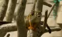 Bucurie la grădina zoologică din Chicago: Un pui de maimuță veveriță a venit pe lume și a făcut deja prima apariție în fața vizitatorilor