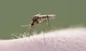 Explozie de cazuri de West Nile în Grecia: 157 de persoane infectate și 13 decese. Care este cea mai afectată zonă
