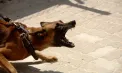 Două cazuri de rabie confirmate la Ialoveni. Patru persoane, inclusiv un copil, au intrat în contact cu animalele infectate
