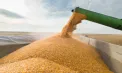 Problema fermierilor nu este tariful feroviar, ci riscul concurenței cerealelor ucrainene cu producția locală. Ce spun experții despre tranzitul pe CFM - VIDEO