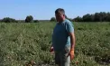 Roșii cu 4 lei kilogramul, direct de pe câmp, la Căușeni: Agricultorul îi invită pe oameni să le culeagă cu propriile mâini pentru a se bucura de gustul lor - VIDEO