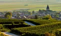 Culesul strugurilor a început mai devreme ca oricând în regiunea Champagne din Franța: Canicula și seceta au grăbit recolta - VIDEO
