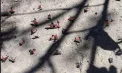 Alertă fitosanitară la Chișinău: un dăunător periculos pentru vița-de-vie și pomii fructiferi a fost depistat în Moldova. ANSA vine cu explicații - FOTO