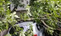 Bilanțul IGSU după furtuna de la Ungheni: circa 100 de arbori doborâți de vânt, șase automobile avariate și 10 intervenții ale salvatorilor - FOTO
