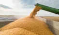 Importurile de cereale și culturi oleaginoase din Ucraina ar putea fi licențiate: Măsura ar permite prevenirea ajungerii produselor ucrainene pe piața locală