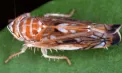 Alertă pentru viticultori: un organism care provoacă îngălbenirea viței-de-vie a fost depistat în Moldova. ANSA ia măsuri pentru a preveni răspândirea bolii
